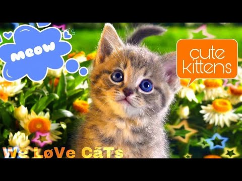 cats-meowing-cute-kittens-meowing-videos-compilation