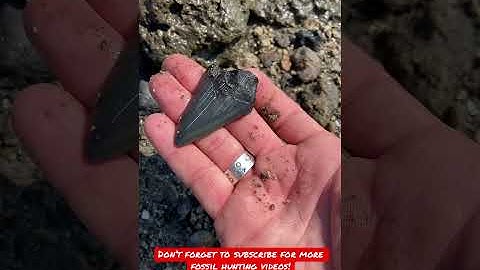 Were These FOSSILS Really Just SITTING There?! (MEGALODON TOOTH FOUND!!) #Shorts