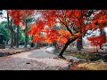 Kyoto in Late Autumn, Walk in the Kamigamo Shrine World Heritage Site | 4K ASMR | Binaural Ambience