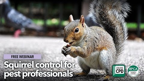 WEBINAR: Squirrel control for pest professionals