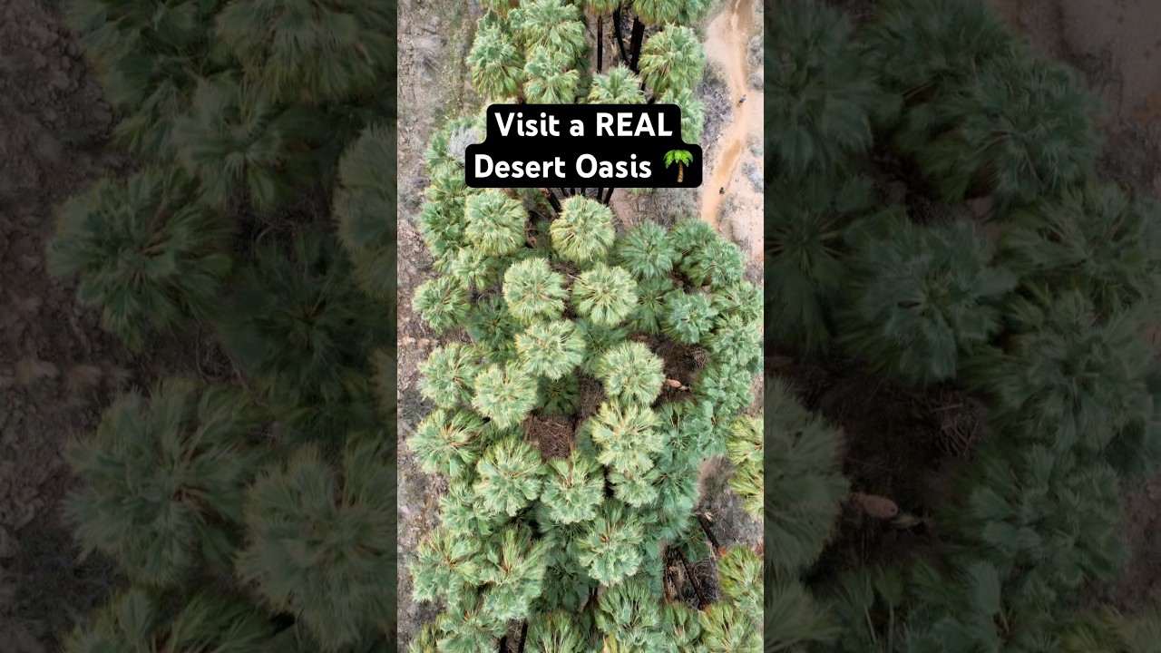 Visit a REAL Desert Oasis! 