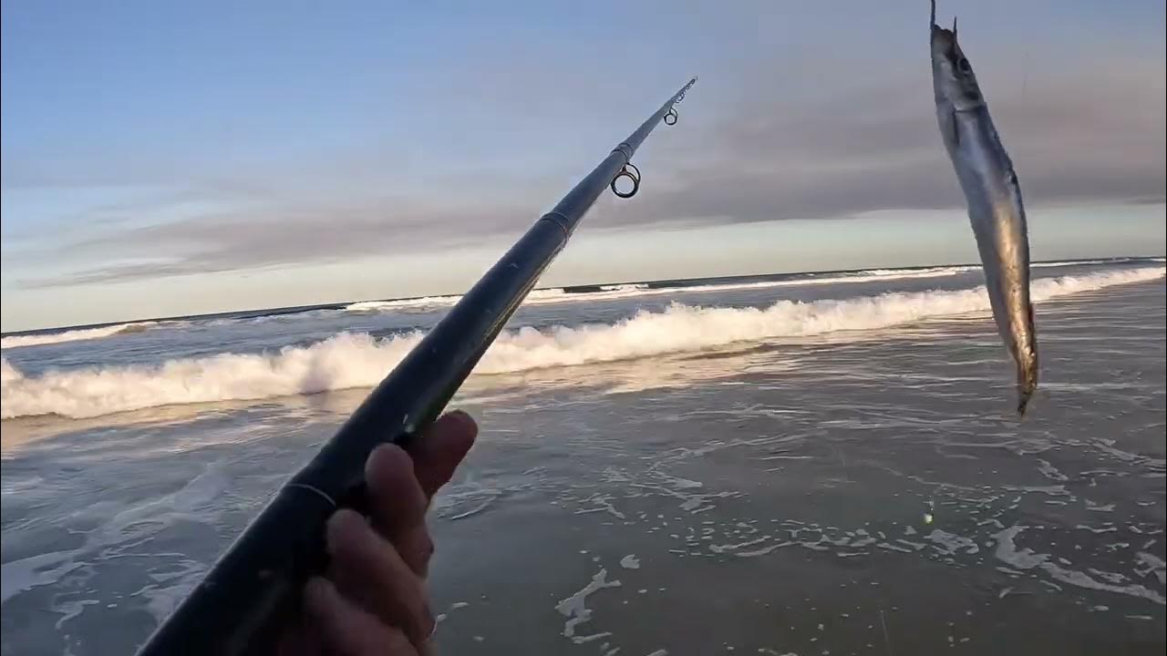 Baiting up pilchards for surf fishing 