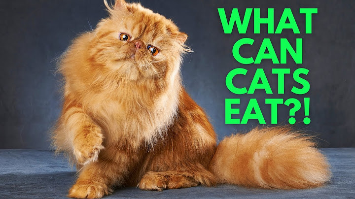 Can You Share Your Food with Your Cat?