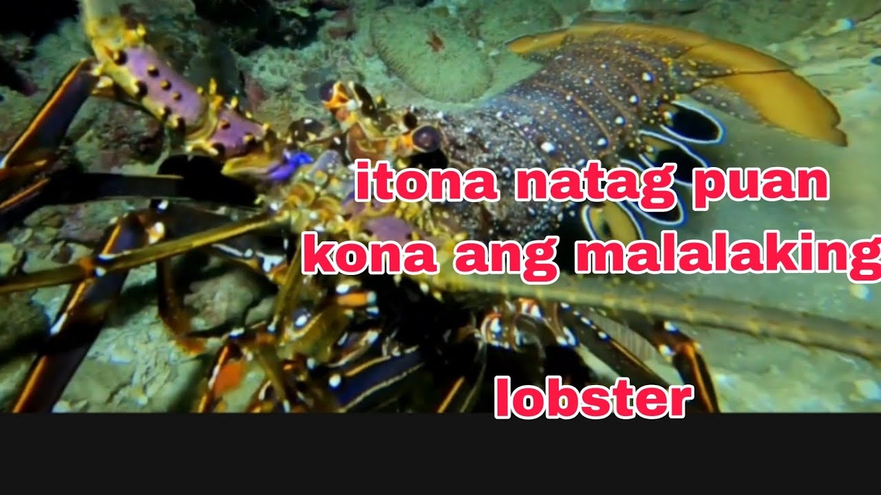 malalaking lobster,