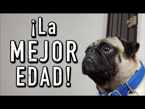 Video: ¿A qué edad un perro realmente comienza a escucharte?