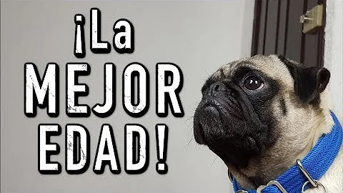 ¿A qué edad deja de ser adiestrable un perro?