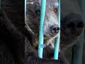 Severely Abused Bear Urgently Needs Help After Years of Abuse #animalrescue #bears #wildlife