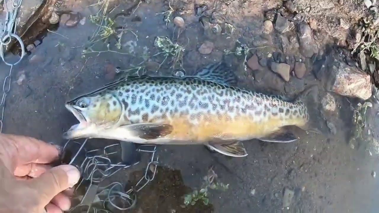 Central Utah fishing report Mid Sept 2020 (Mill Meadow, Forsyth & Otter Creek) YouTube