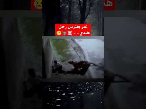 نمر يفترس رجل هندي .......☠️🔞😱