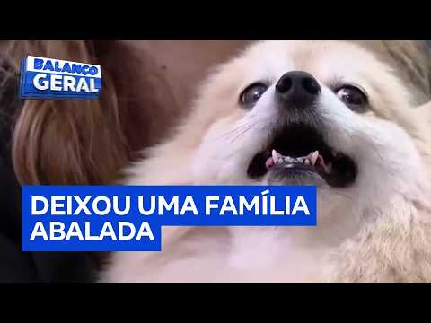 5416189 ERP 1109 BGT FREDERICO THE PUPPY