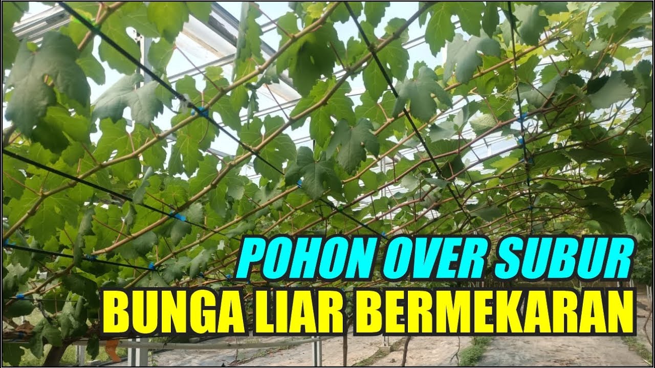 ДЕРЕВЬЯ НАД ПЫШНЫМИ ПОЛЕВЫМИ ЦВЕТАМИ