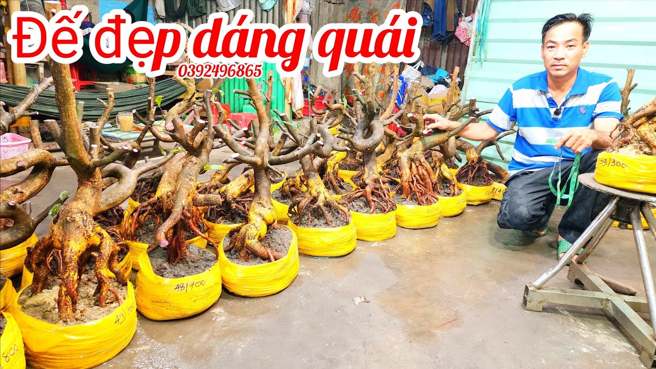 3/3 A Hiếu 0392496865 phôi mai bonsai dáng quái đế đẹp giá mềm|MaivàngThanhTâm