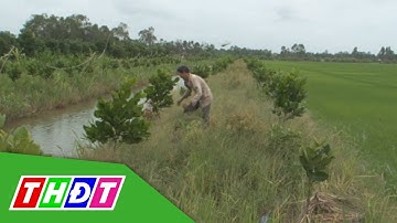 Nhà vườn Tháp Mười chủ động bảo vệ vườn cây ăn trái | THDT