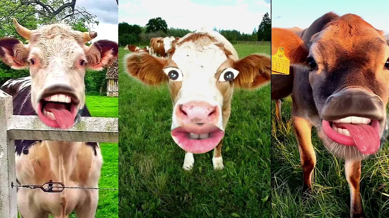 Cow cow/ guru video amba sound 