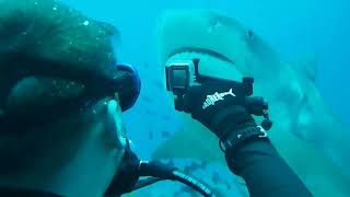 Sharkfest 2025 Beqa Lagoon