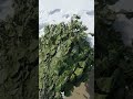 Обзор Деревенского берёзового веника