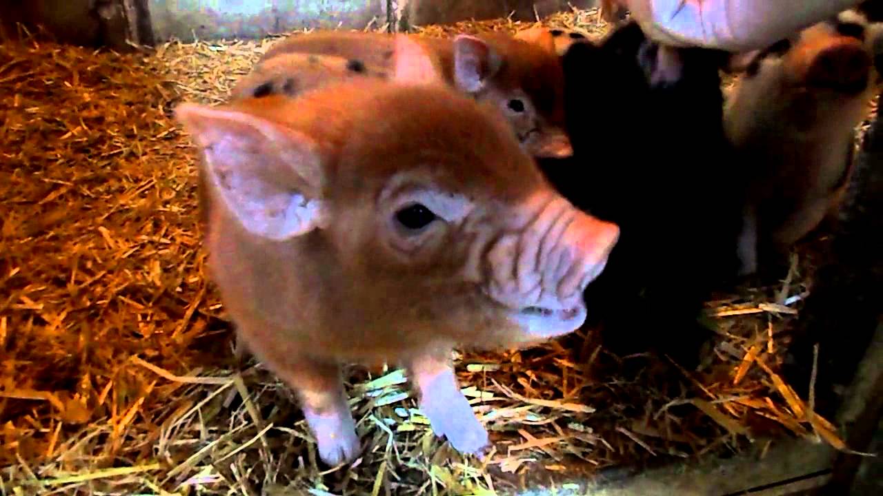 micro pigs eating grapes YouTube