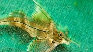 Ocean Documentary Channel - Special Report A Plastic Tide