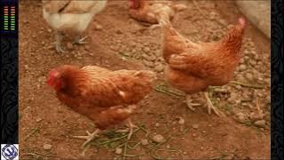 The sound of hen calling her chicks is realistic & clear #sound #youtube #hen #realistic #subscribe