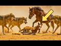 Wolves Attack a Mustang Foal — Real Wildlife Footage with a Twist
