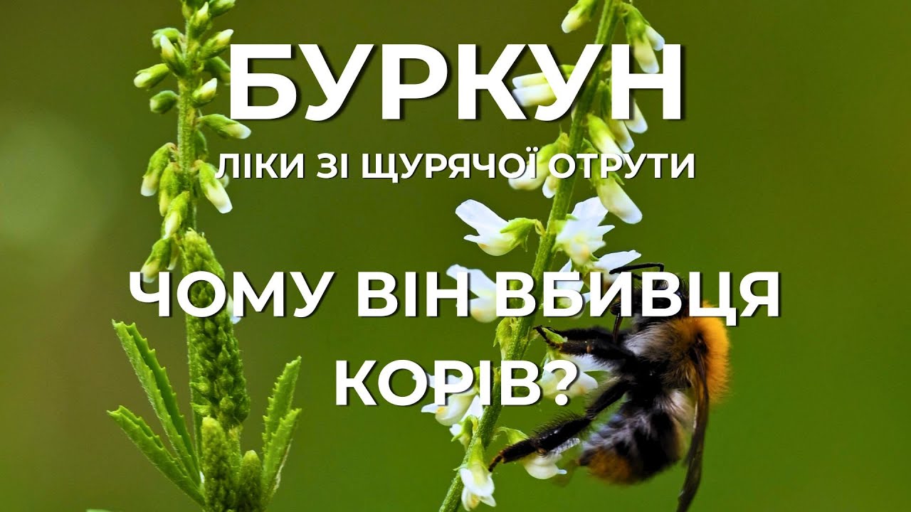 БУРКУН: Чому він вбивця корів? Мед, отрута і порятунок від інсульту.