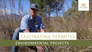 Fascinating Termites | Environmental Projects