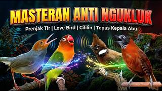 MASTERAN ANTI NGUKLUK PRENJAK TIR LOVE BIRD CILILIN TEPUS KEPALA ABU SUARA JERNIH