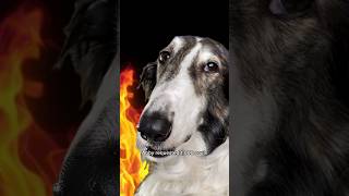 you must pay the borzoi tax, part 2