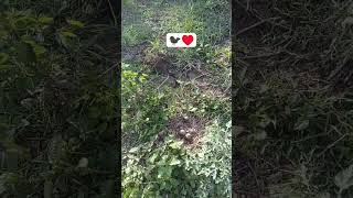 ♥️♥️♥️.,...#YouTubeShorts #Shorts #Bird#BirdsOfYouTube#BirdLover #Nature#NatureLovers #BirdWatching