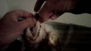 Feeding Injured Juvenile Barn Owl.3Gp