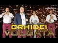 Ork. Orhidei - Volgata / Орк. Орхидеи - Волгата 2019