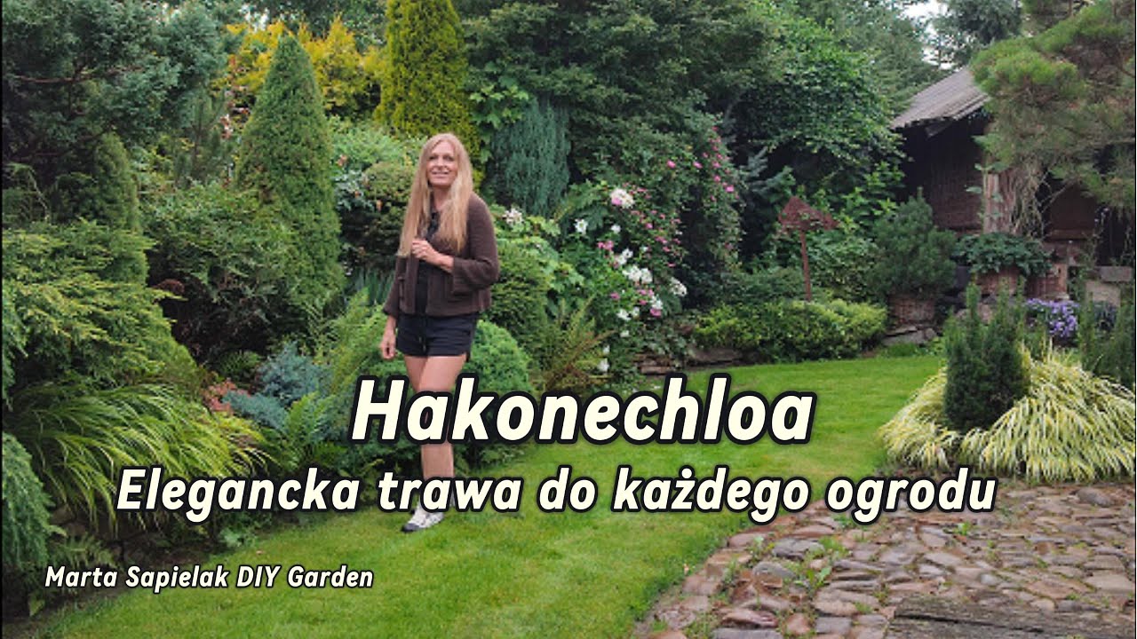 Hakonechloa  elegancka trawa do każdego ogrodu