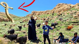 🔥😱 Nomadic life in Iran | Nomadic woman in the wild Zagros Mountains; Herding and foraging 🐐🏔️