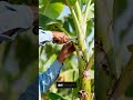 Manejo de la sigatoka negra en el cultivo de plátano #siembra #agricultura #agro