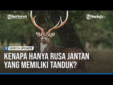 Video: Apakah rusa jantan memiliki tanduk?