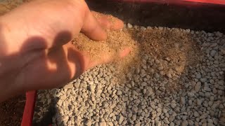 cách ươm hạt thông mikawa lên 100%