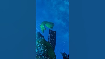 Eel attack while spearfishing