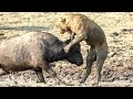 사자 vs 버팔로 Lion vs Buffalo Facts About Strongest Wild Animals