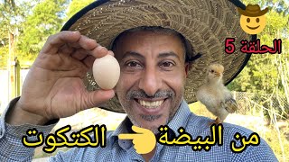 تربية الدجاج 🐓 كيف تصبح محترف في تربية الدجاج البلدي (( البيض )) الحلقة ٥