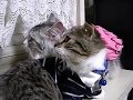 雷の音に寄り添う猫たち