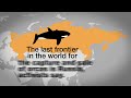 Orca capture trade has moved to Russia, China, activists say