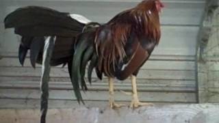PURE HERMAN PINNON YL HATCH ROOSTER Oct 17 2008 - VID00002