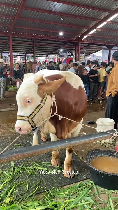 PEDET GANTENG IKUT KONTES #sapi #sapigemuk #cow #sapimakan #sapijumbo #sapipedaging #sapilucu #bull