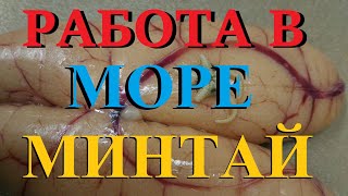 МИНТАЙ.РАБОТА В МОРЕ. Путина Минтай 2017г.