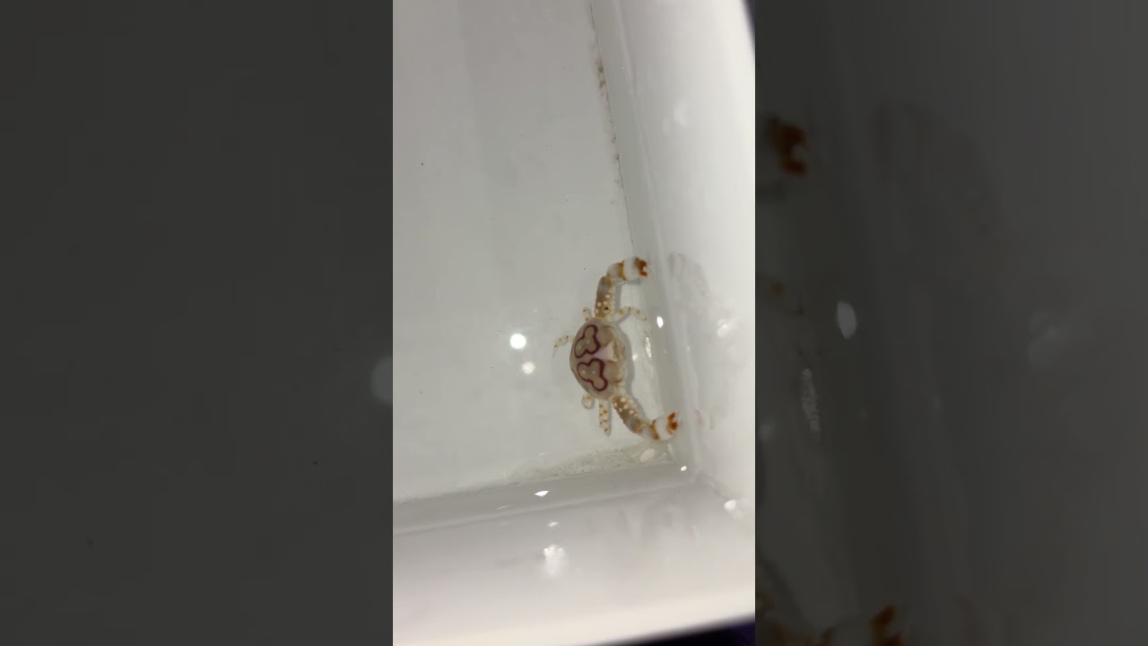 I found the coolest crab ever !
