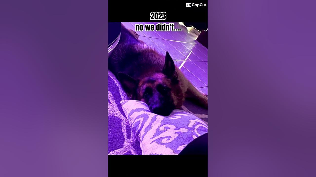 the-fluffy-one-was-my-old-dog-she-passed-last-year-dog-youtube