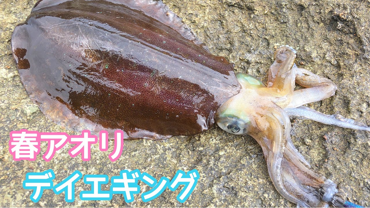デイエギング 春アオリ Youtube