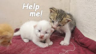 Adopted Kitten MAU Falls in Love with a Scared Foster Kitten, POOR KITTEN Nursed by Foster MOM CAT by Moo Kittens 243 views 10 hours ago 1 minute, 55 seconds