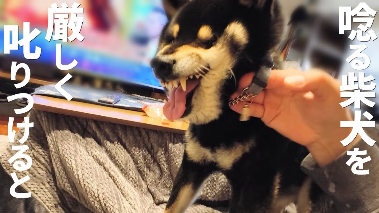 しば犬です。私の汗と涙が染み付いています。 自分がした失敗を、翌日も引きずる妹柴犬・・・ - YouTube