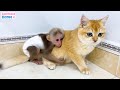Cute moments of BiBi monkey with Ody and Ely Cats